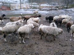 Овцы, Дагестан, Калмыкия