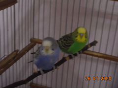 Волнистые попугайчики ищут дом