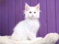 Мейн Кун котенок белый солид