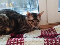 Молодой котик Полу сфинкс 9 мес