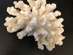 Грот для аквариума-коралл