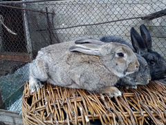 Продаются кролики самцы,возраст 4 месяца