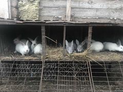 Кролики (крольчата)