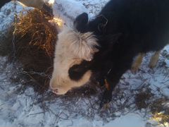 Продаётся корова стельная вторым телком цена 35000