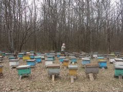 Продам пчелосемьи на высадку, пчелопакеты