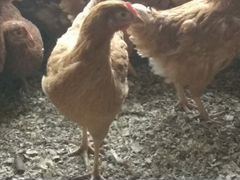 Курицы несушки (Порода: Ломан, Радонит)
