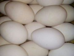 Гусиное яйцо для инкубации