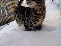 Ласковый котик Борис