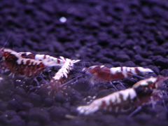 Креветки тайвани проброс от гелакси