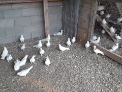 Летные голуби бакинские