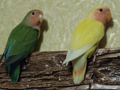 Попугаи неразлучники пара