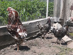 Орловский две курицы и петух один год и пять месец