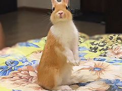 Кролик minik