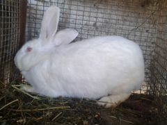 Кролики(самки и крольчата)