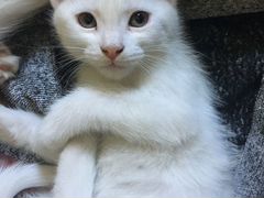 Белые пушистые котята 2 месяца