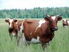 Корова дойная айрширо-швицкая помесь