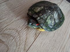 Красноухая черепаха в дар
