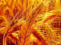 Пшеница,ячмень