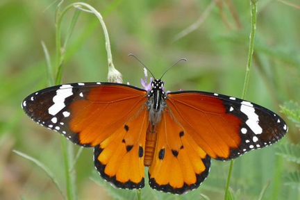 Живые тропические бабочки Danaus Crysippus