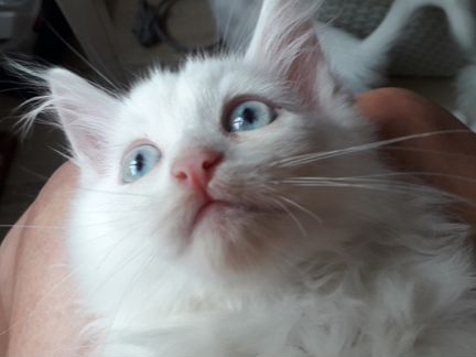 Идеальный котенок персидский с голубыми глазами