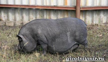 Вьетнамская свинка