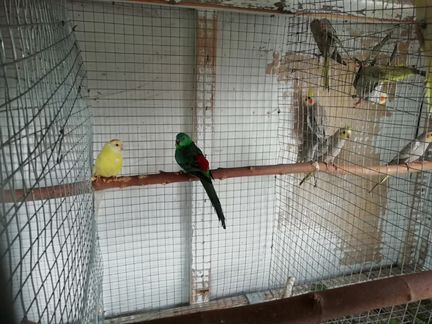Продаются попугаи разных пород