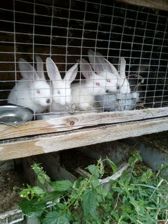 Породам кроликов и домашние куриные яйца. Кролики