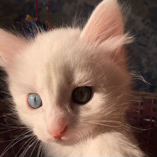 Продаётся котёнок турецкой ангоры