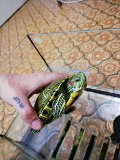2 черепахи с аквариумом