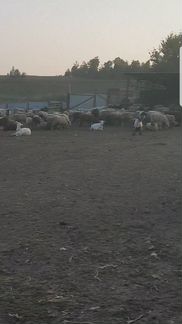 Овцы, Бараны