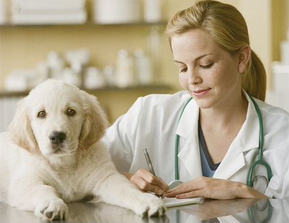 Вызов ветеринарного врача