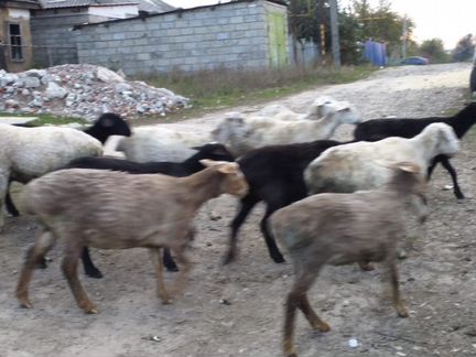 Овцы курдючные