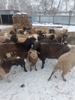 Продажа баранов и овец