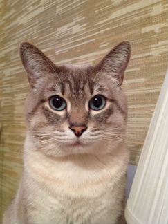Сиамский тайский кот вязка (окрас тэбби блю поинт)