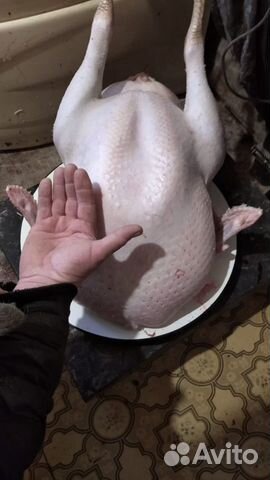 Молоко козье, сыр, мясо домашней птицы