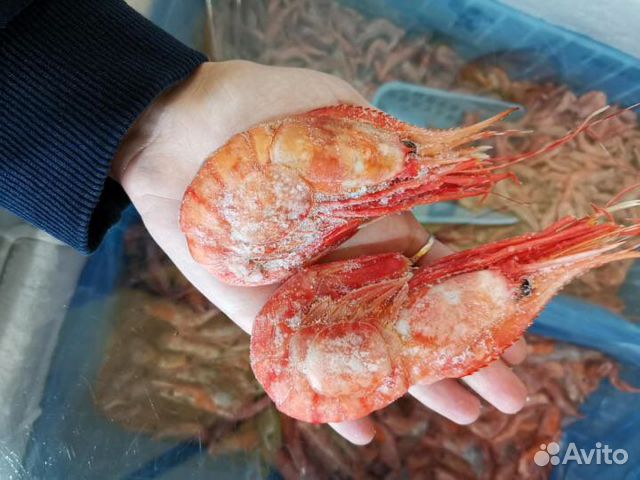 Креветка Гребенчатая (Ботан) 2022 опт/розница