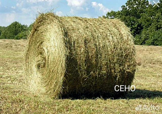 Сено в тюках с доставкой, как вчера косил) овес