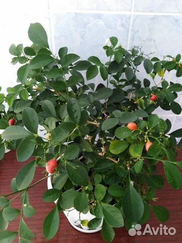 Муррайя метельчатая