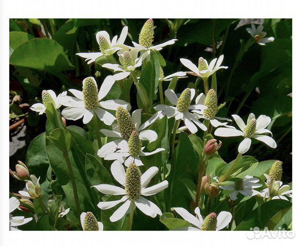 Растения для пруда и прибрежной зоны