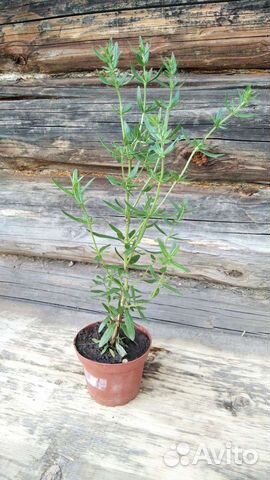 Пряные травы