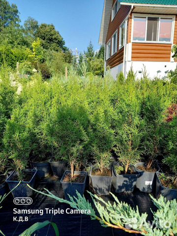 Туя западная Смарагд(изумруд)