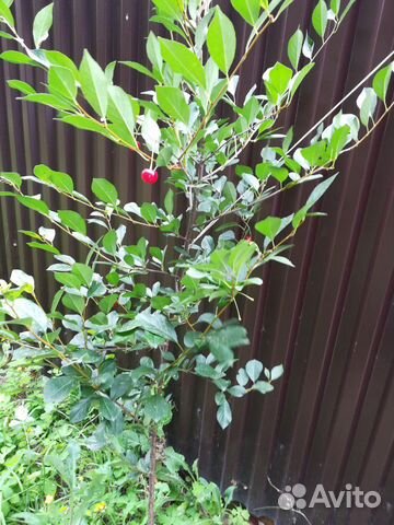 Вишня.дерево 2м. Плодоносит