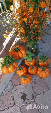 Декоративные тыквы