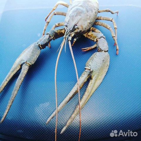 Раки живые и варёные