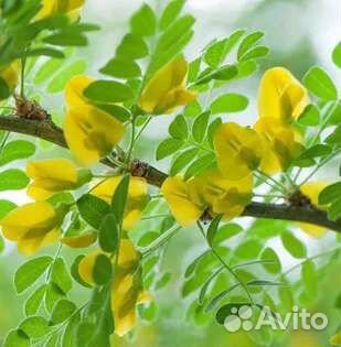 Клён 200. Акация 100