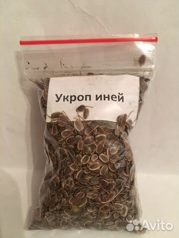 Укроп ‘’Иней’’