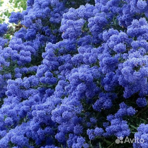 Ceanothus photo - краснокоренник фото