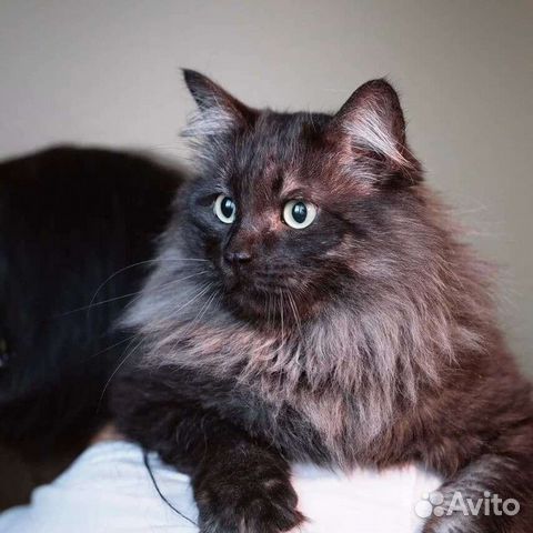 Шикарный кот не теряет надежды, что станет домашни