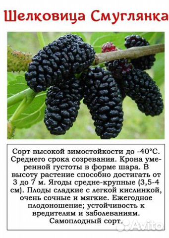 Саженцы шелковицы