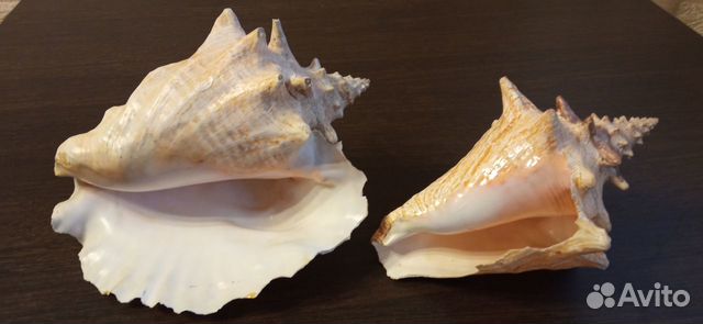 Морские ракушки